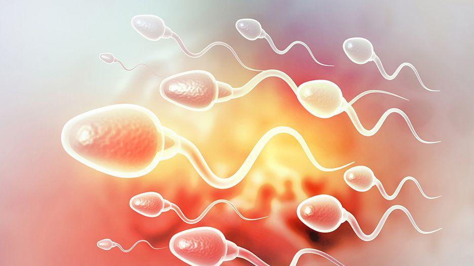 男性精子 (2).jpg