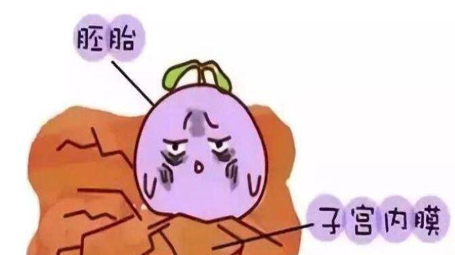 子宫内膜和<a style='border-bottom:1px dashed #F00;color:#3a7fde;cursor:pointer;' href='https://www.yi-yun-tong.com/tag/pt.html'>胚胎</a>.jpg
