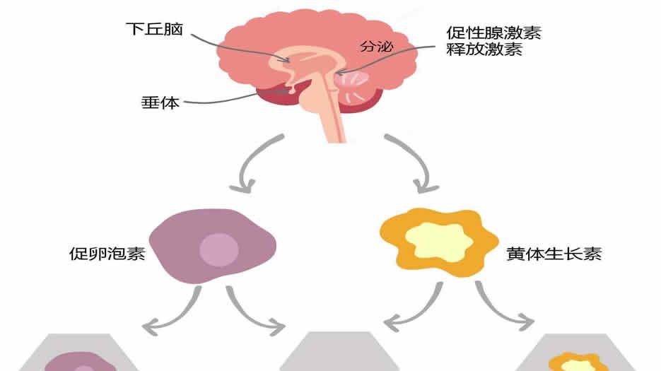 FSH高怎样才能降下来