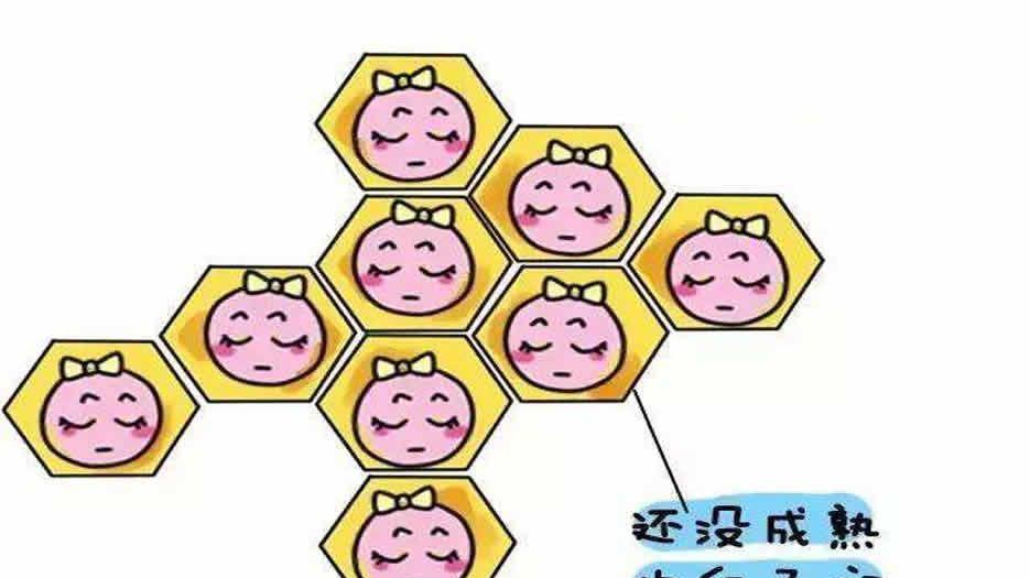 卵泡