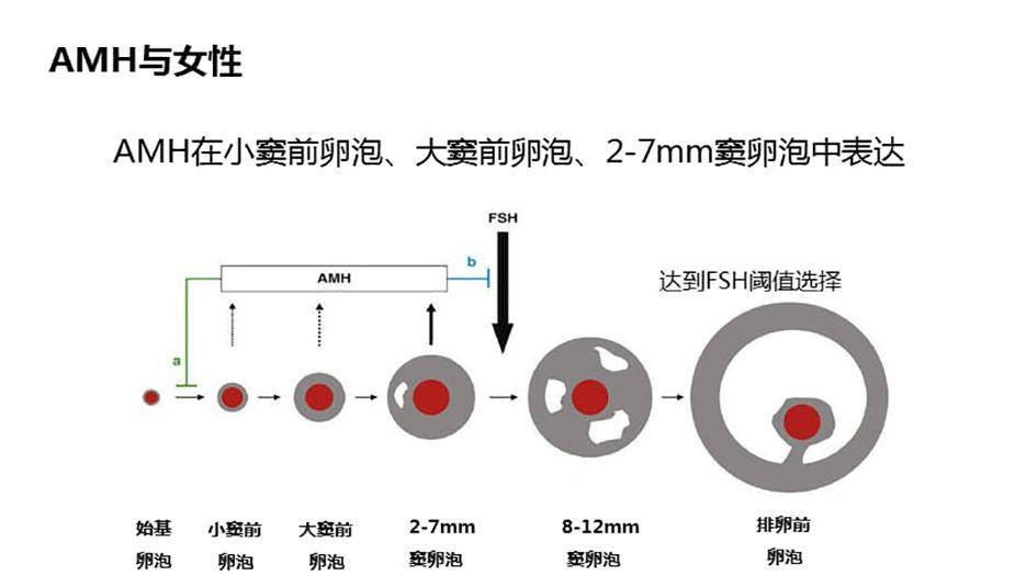 AMH图片(12).jpg