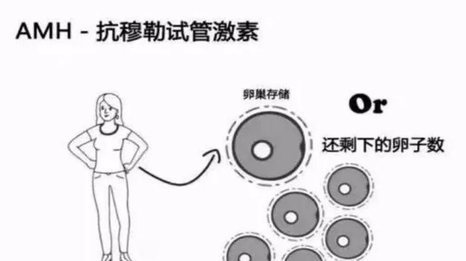 AMH图片.jpg