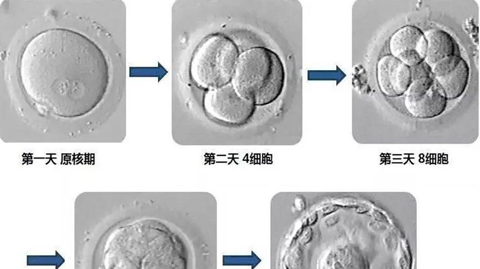 囊胚发育图.jpg