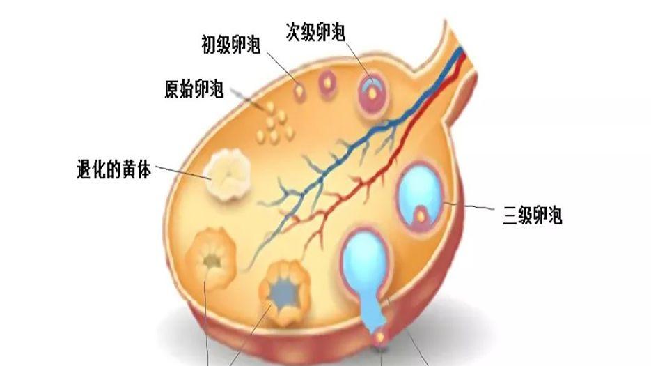 卵子图片 (6).jpg