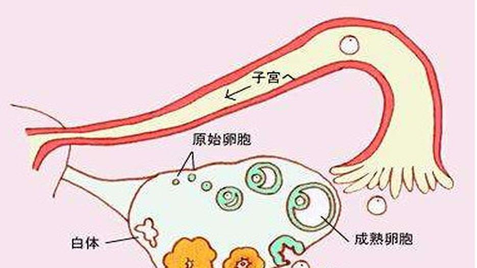 卵泡