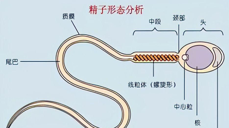 精子畸形率高做试管能成功吗？专家解读精子畸形在试管治疗中有多大影响 (1).jpg