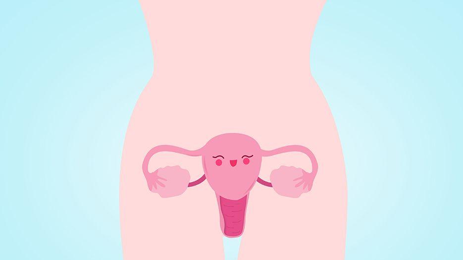 女性生殖系统.jpg