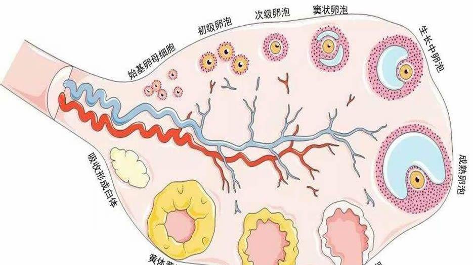 窦卵泡数量