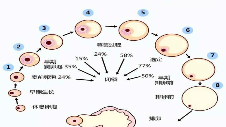 窦卵泡
