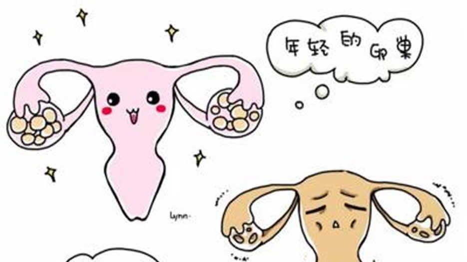 卵巢