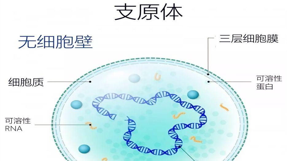 老公支原体阳性能做试管吗？专家解读支原体阳性试管婴儿影响 (1).jpg