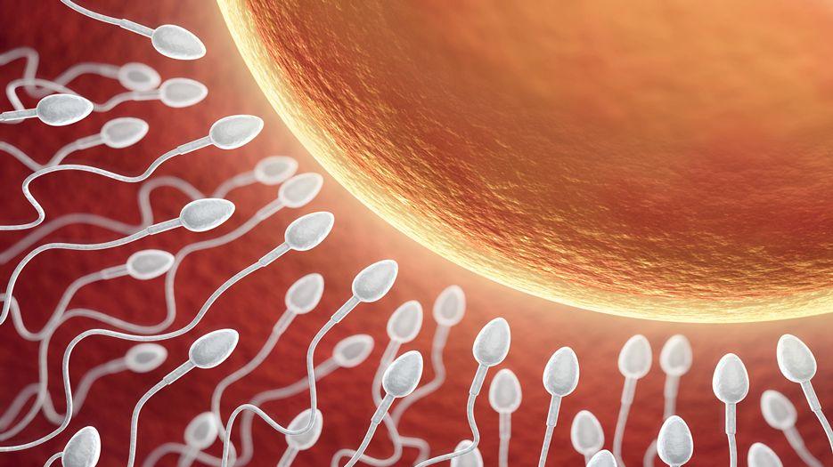 精子畸形可以怀孕生育吗？专家解读精子畸形率高对生育的影响 (11).jpg