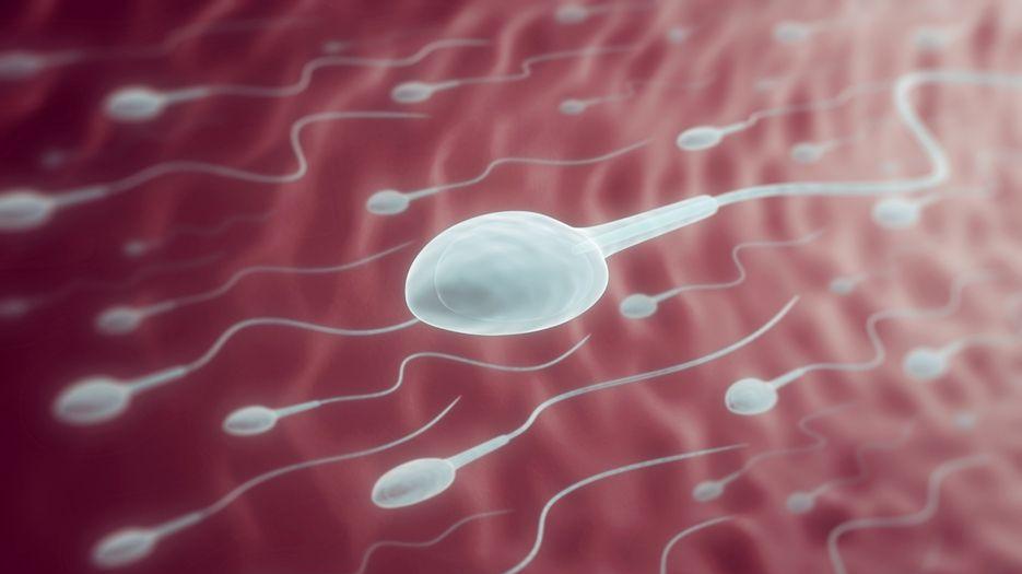 精子畸形可以怀孕生育吗？专家解读精子畸形率高对生育的影响 (1).jpg