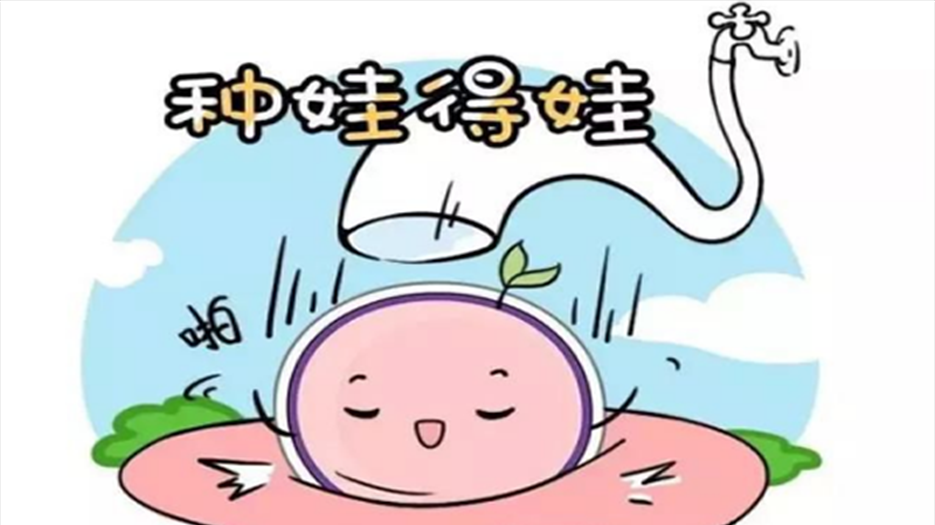 胚胎培养