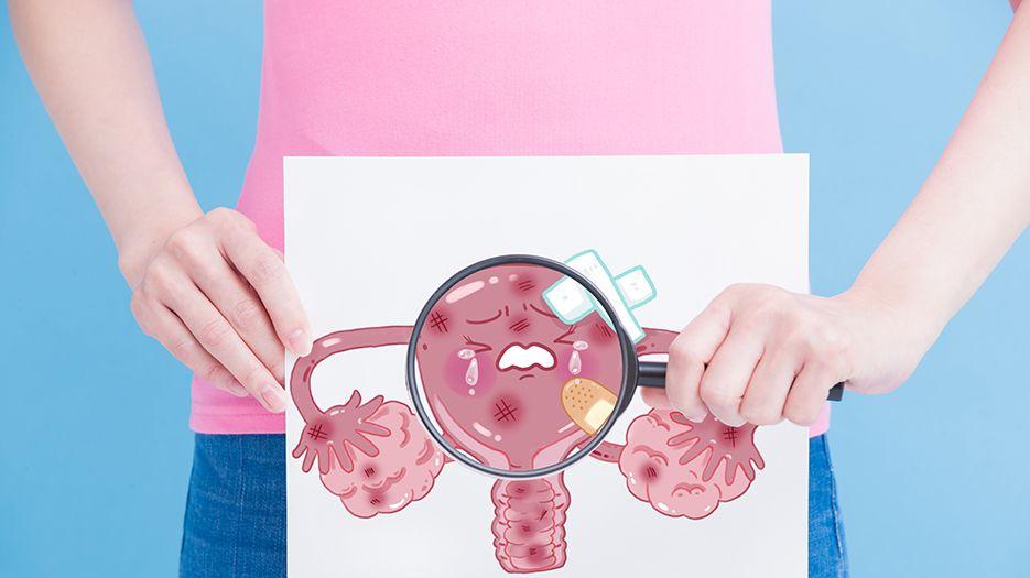 女性子宫.jpg