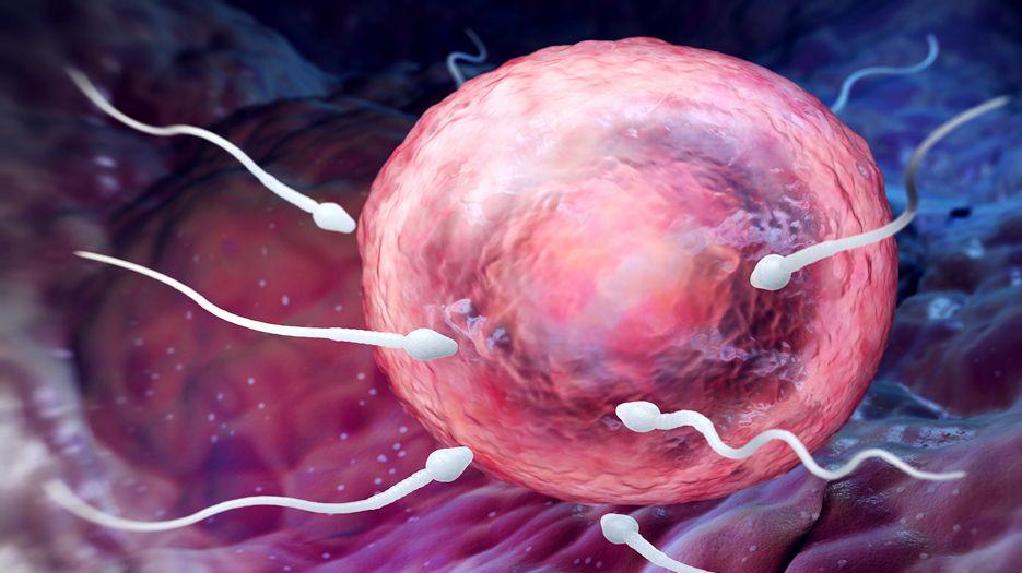 男性精子畸形会影响生育吗？专家解读精子畸形率多高影响生育 (7).jpg