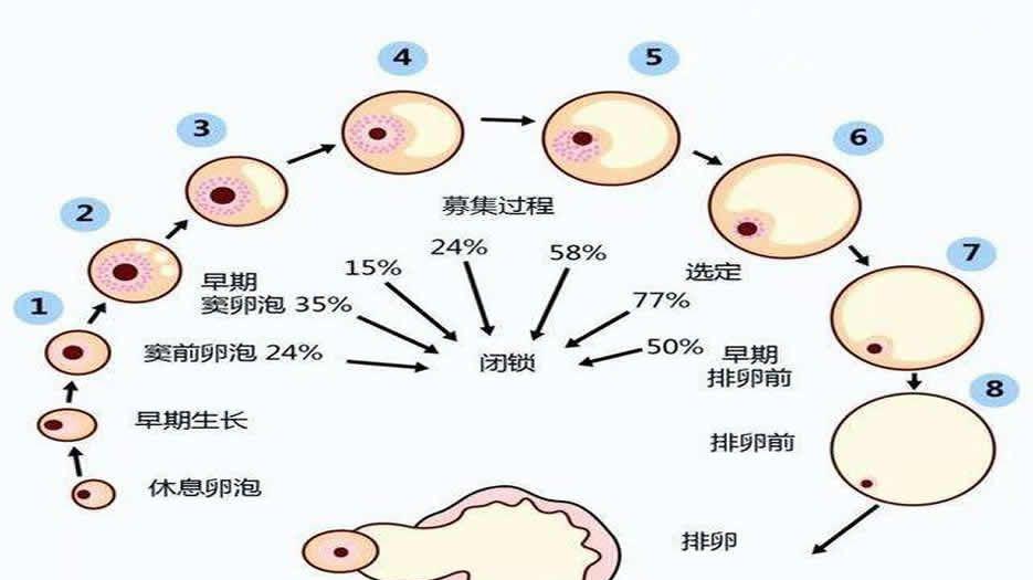 AMH0.02濒临绝还有机会怀孕吗