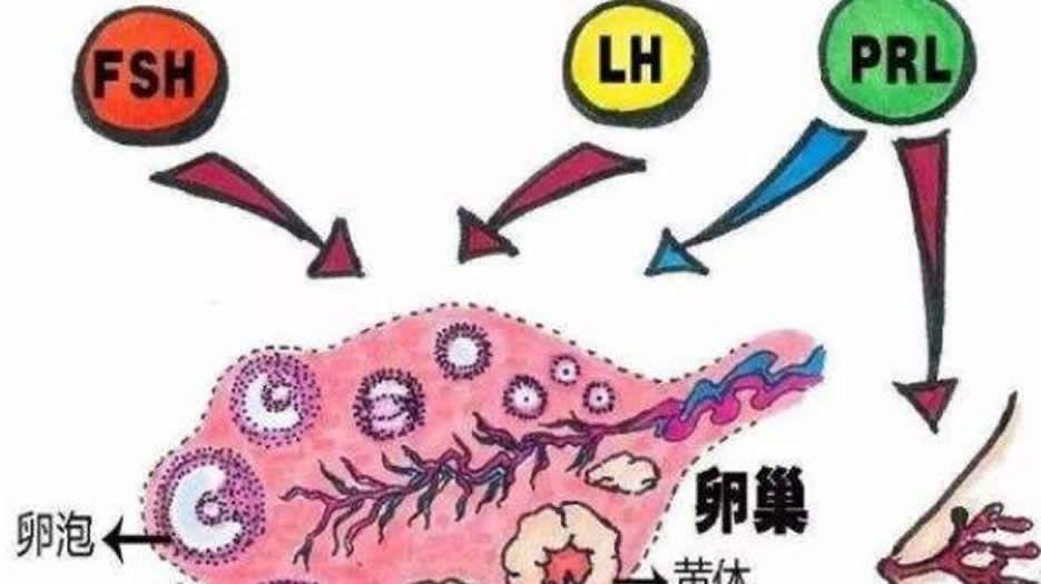 促卵泡生成素