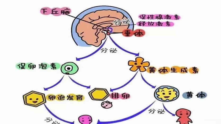 促卵泡激素