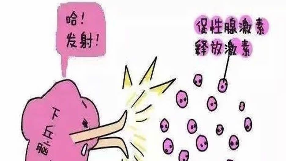 促卵泡生成激素