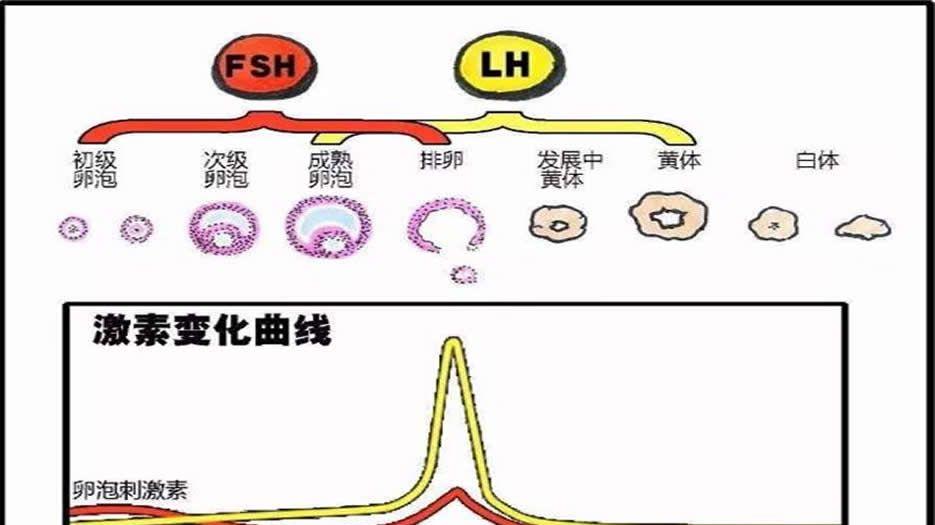 FSH值高于10试管成功率有多少