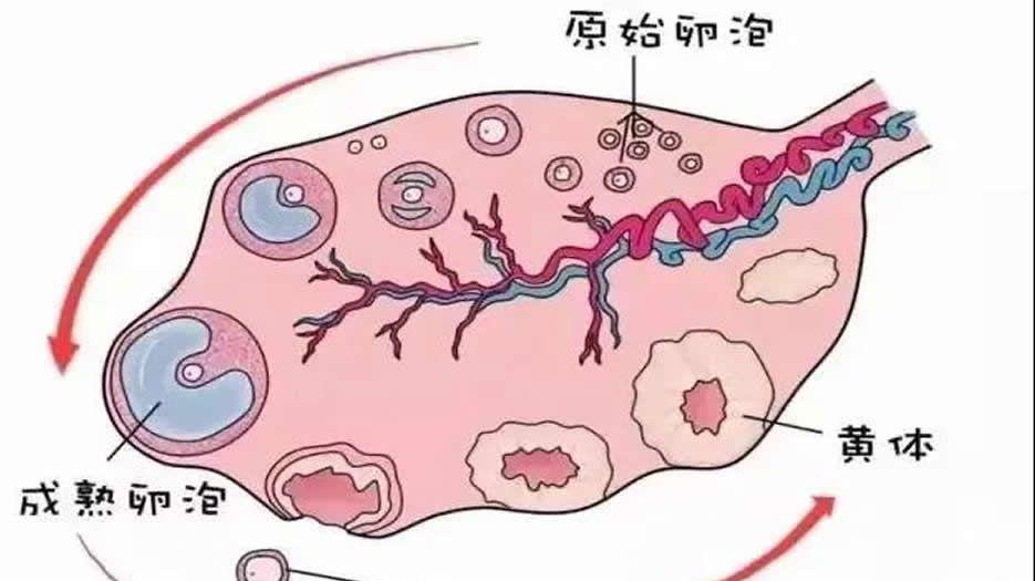 卵巢储备功能不良