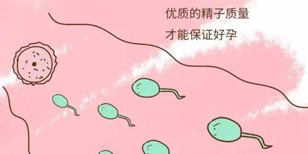 精子质量.webp.jpg