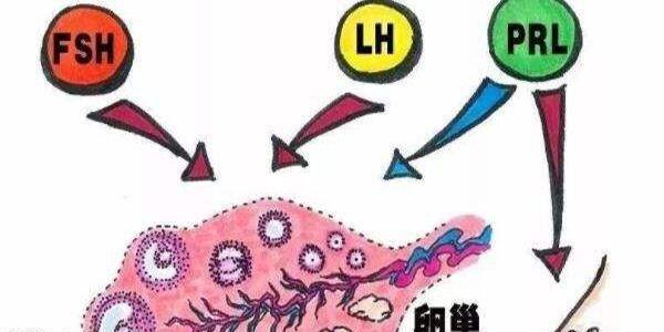 卵巢早衰