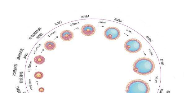 做试管基础卵泡少怎么办？教你四个小方法轻松解决难题