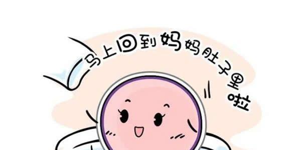 试管婴儿移植3天胚胎好还是5天囊胚好