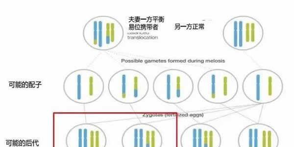 罗氏易位做三代试管婴儿的成功率高吗