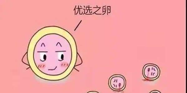 抓紧时间提高卵子的质量