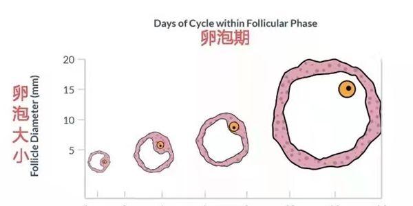 黄体期排卵方案