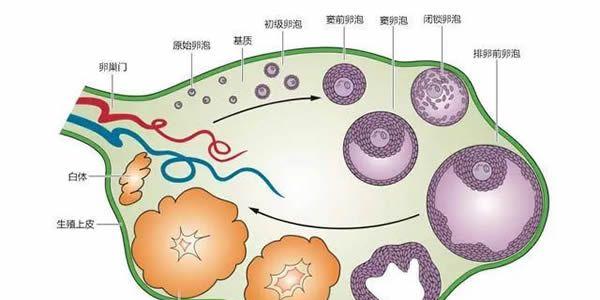 女性卵泡发育不好还能自然受孕吗？想怀孕关键是早发现早治疗