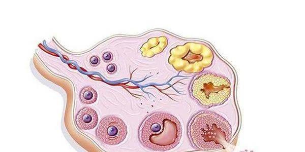 做试管婴儿没有基础卵泡怎么办 做试管婴儿没有基础卵泡怎么办