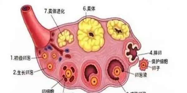 卵泡发育不好是什么原因造成的