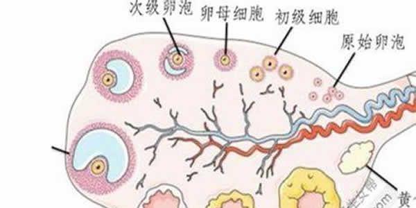 卵泡发育不好做试管婴儿做一代还是二代好