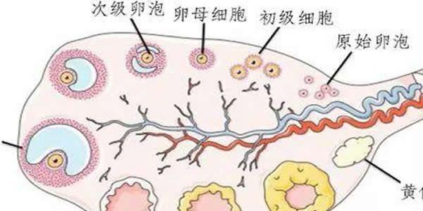 卵泡长不大一般是什么原因