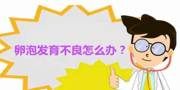 卵泡发育不良怎么调理