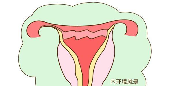 子宮内环境