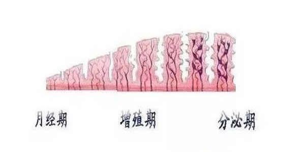 子宫内膜的三个阶段