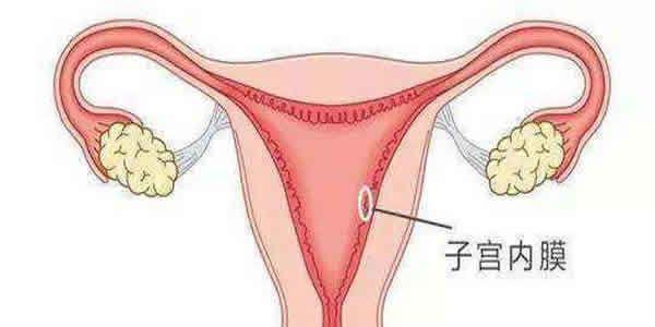 子宫内膜
