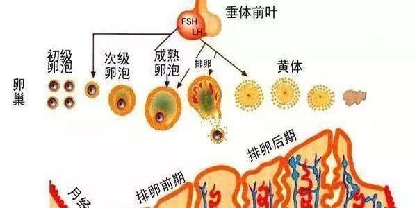 子宫内膜厚度影响怀孕吗