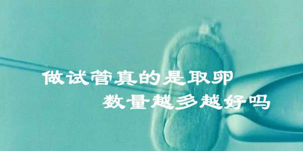 做试管真的是取卵数量越多越好吗？
