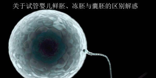 关于试管婴儿鲜胚、冻胚与囊胚的区别解惑