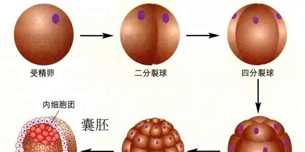 关于试管婴儿鲜胚、冻胚与囊胚的区别解惑