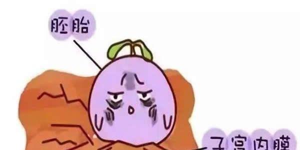 子宫内膜薄影响试管婴儿成功率吗