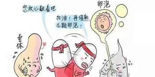 女性沒有卵泡能做试管吗