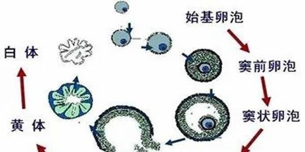 女性沒有卵泡能做试管吗