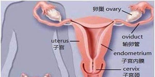 两侧输卵管切除还能做试管生育吗